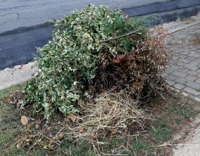 Yard Waste Cleanup